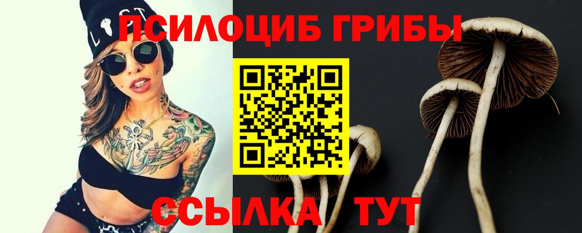 Киров  Псилоцибиновые грибы Cubensis  Вход с VPN 